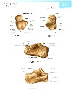 Sobotta  Atlas of Human Anatomy  Trunk, Viscera,Lower Limb Volume2 2006, page 304